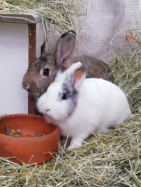 Coniglio nano maschio per monta