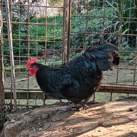 Gallo Australorp nero