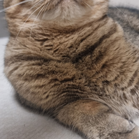 Scottish fold femmina per accoppiamento