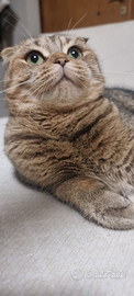 Scottish fold femmina per accoppiamento