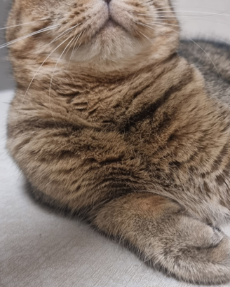 Scottish fold femmina per accoppiamento