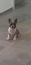 Bulldog francese 