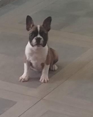 Bulldog francese 