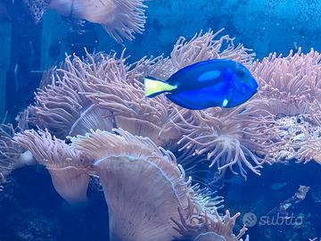 Anemone acquario marino per pagliacci bellissim