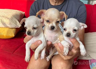 Chihuahua