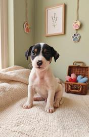 cuccioli di Jack russel