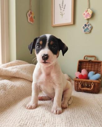 cuccioli di Jack russel