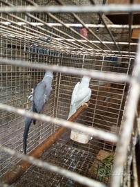 Parrocchetti dal collare riproduttivi