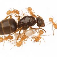 Formica Dell'oro