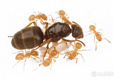Formica Dell'oro
