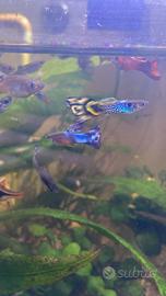 Guppy mix Endler /mosaic /electric