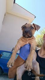 American Pittbull terrier puppies alta genealogia