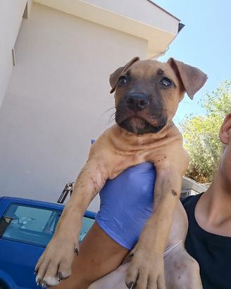 American Pittbull terrier puppies alta genealogia