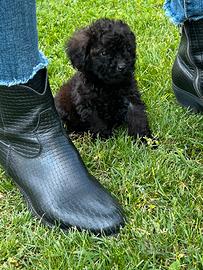 Cucciola di Barboncino Toy