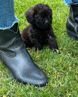Cucciola di Barboncino Toy