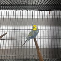 Cocorito uccelli