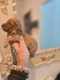 Cucciola barboncino red