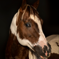 Stallone paint omozigote