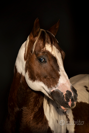 Stallone paint omozigote