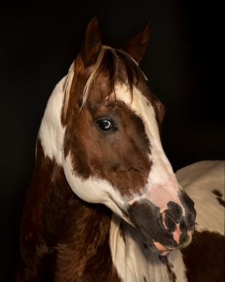 Stallone paint omozigote