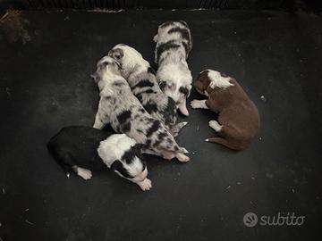 Australian Shepherd