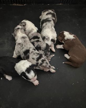 Australian Shepherd