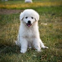Pastore maremmano abruzzese cucciolo enci