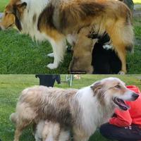 Cuccioli di collie