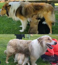 Cuccioli di collie
