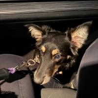 Cucciolo di 9 mesi luna