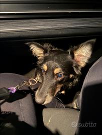 Cucciolo di 9 mesi luna