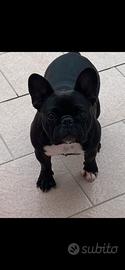Bulldog francese