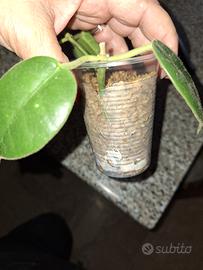 hoya talee 