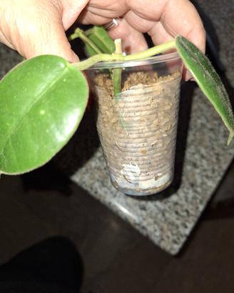 hoya talee 