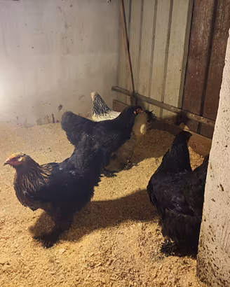 Galline Brahma pure
