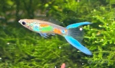 Guppy