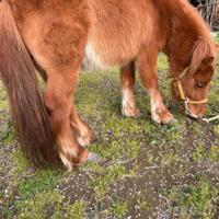 Pony maschio