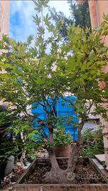 Bonsai Acero Palmato