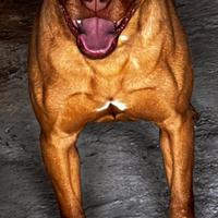 American pitbull terrier