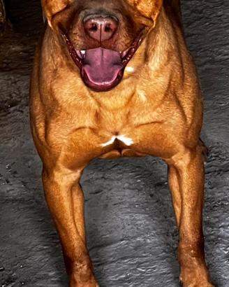 American pitbull terrier