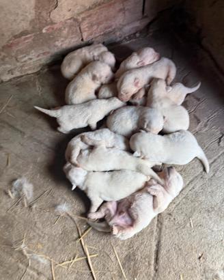 Splendidi cuccioli di Pastore Maremmano