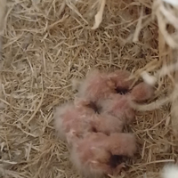 Pulli di inseparabili