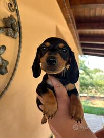 Cane bassotto