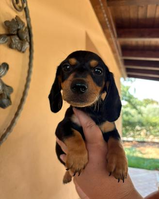 Cane bassotto