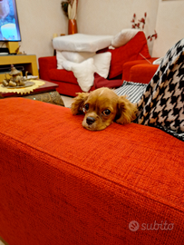 Vendo Cavalier King