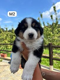 Cuccioli di Pastore Australiano con pedigree ENCI