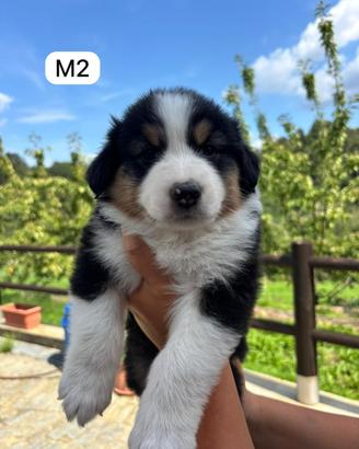 Cuccioli di Pastore Australiano con pedigree ENCI