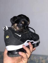 Mini chihuahua da borsetta