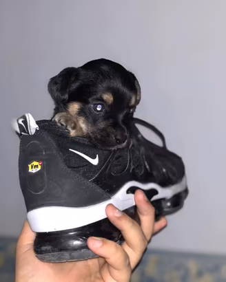 Mini chihuahua da borsetta