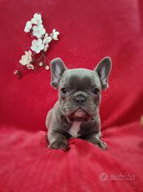 Bulldog Francese